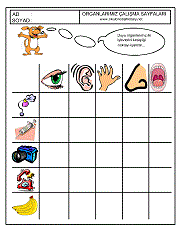 okul öncesi çocuklar için duyu organları çalışma sayfası örnekleri